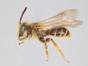 [Andrena scurra male thumbnail]